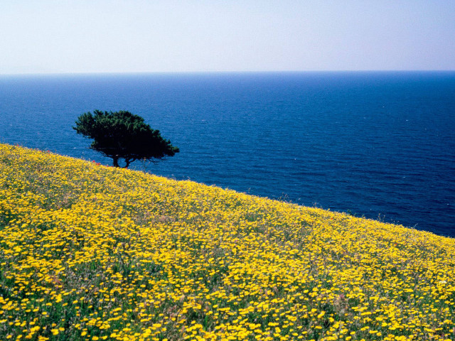Lone tree hill sea yellow free wallpaper - medium preview image