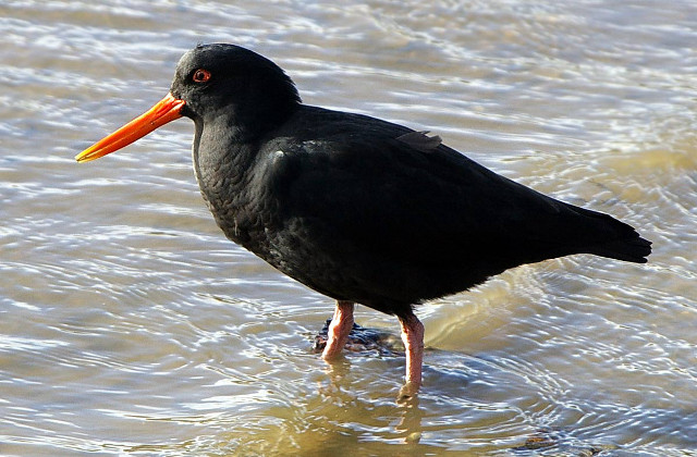 Seagull orange beak water beach free wallpaper - medium preview image