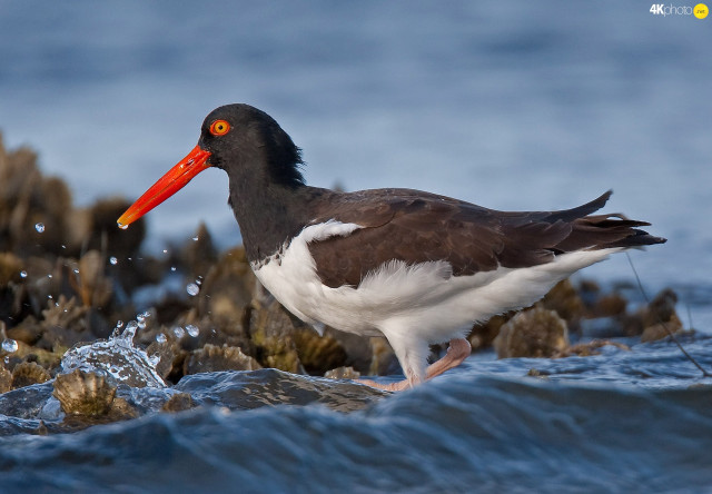 Bird orange beak rock water free wallpaper - medium preview image