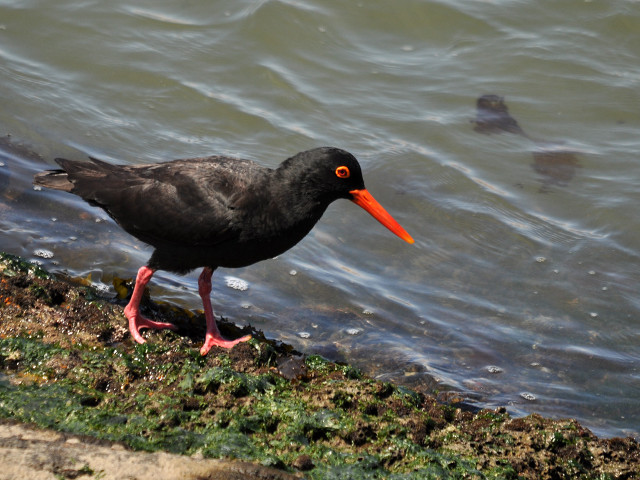 Black bird long orange beak free wallpaper - medium preview image