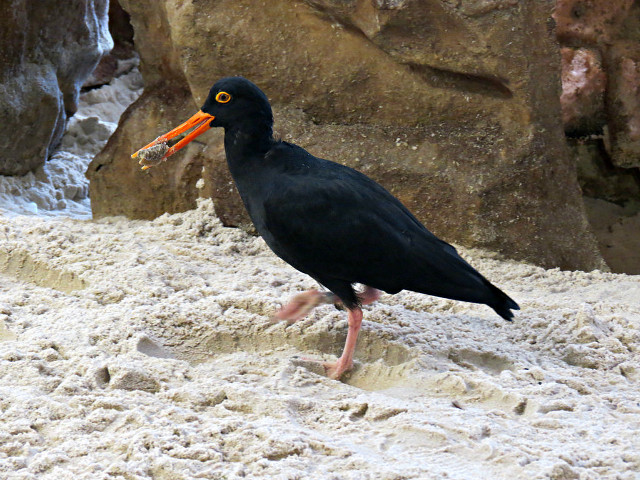 Black bird orange beak sand free wallpaper - medium preview image