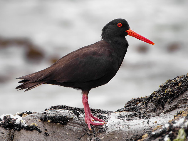 Black bird red beak rock #2 free wallpaper - medium preview image