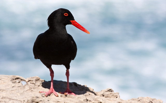 Black bird red beak rock free wallpaper - medium preview image