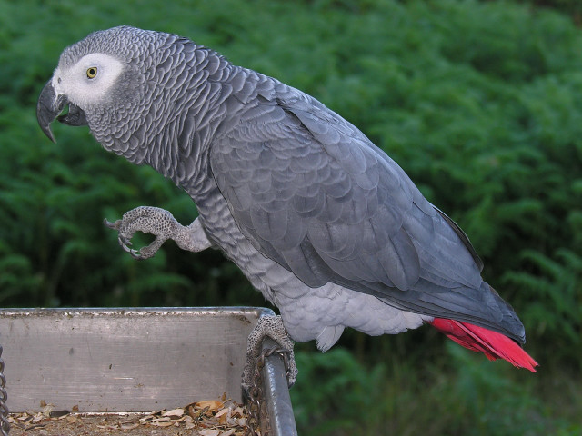 Parrot perched metal box bush free wallpaper - medium preview image