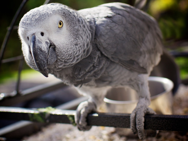 Parrot perched perch caged bowl free wallpaper - medium preview image