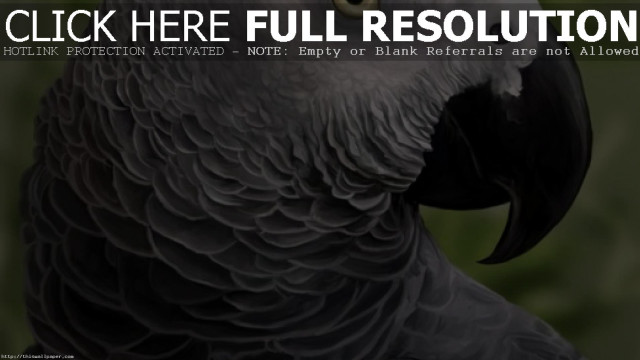 Large bird black beak white free wallpaper - medium preview image