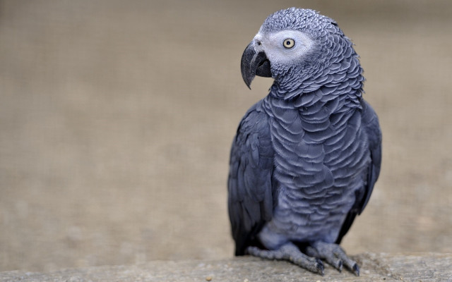 Blue parrot sitting rock looking free wallpaper - medium preview image