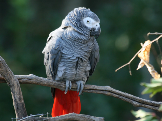 Parrot perched branch tree leaves free wallpaper - medium preview image