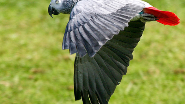 Bird red grey wing flying free wallpaper - medium preview image
