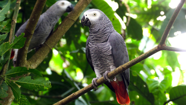 Birds perched tree branch forest free wallpaper - medium preview image