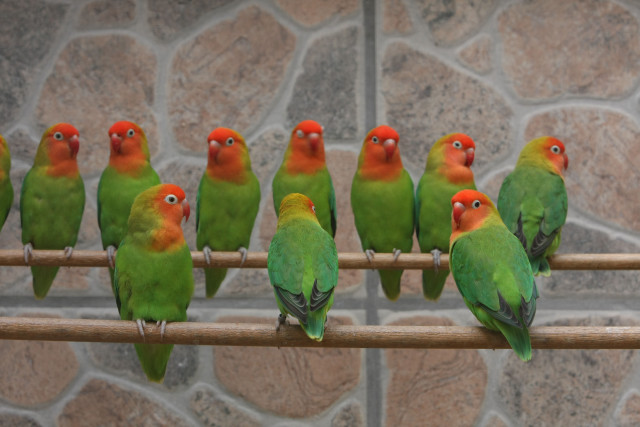 Colorful birds wooden perch stone free wallpaper - medium preview image