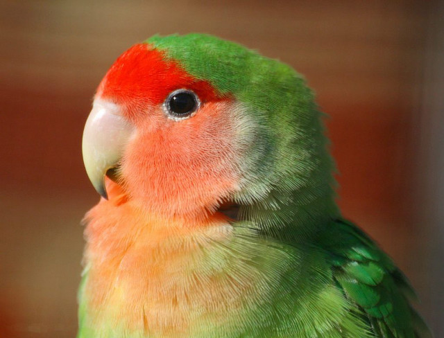 Colorful bird red head green free wallpaper - medium preview image