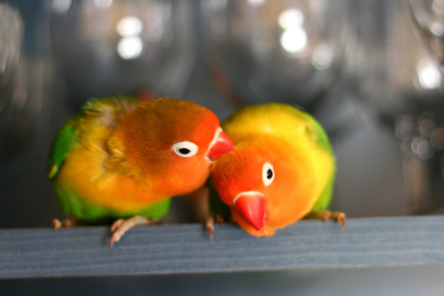 Colorful birds wooden ledge table free wallpaper - medium preview image