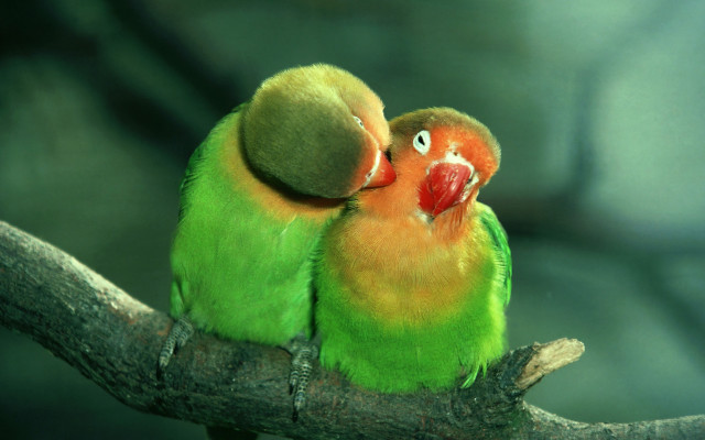 Two green orange birds sitting #2 free wallpaper - medium preview image