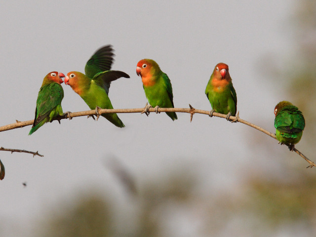 Birds branch wings spread flying free wallpaper - medium preview image