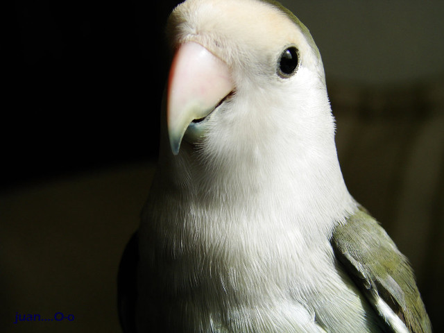 Green yellow bird chica macnab free wallpaper - medium preview image