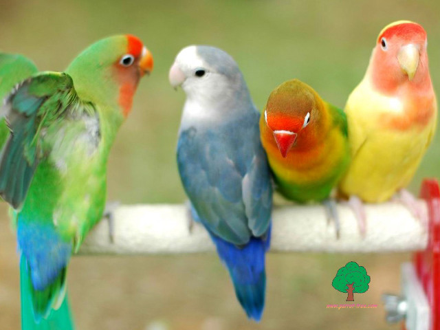 Colorful birds perch fence post free wallpaper - medium preview image