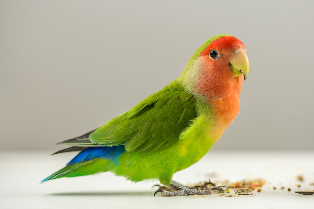 Colorful bird table food beak free wallpaper - medium preview image