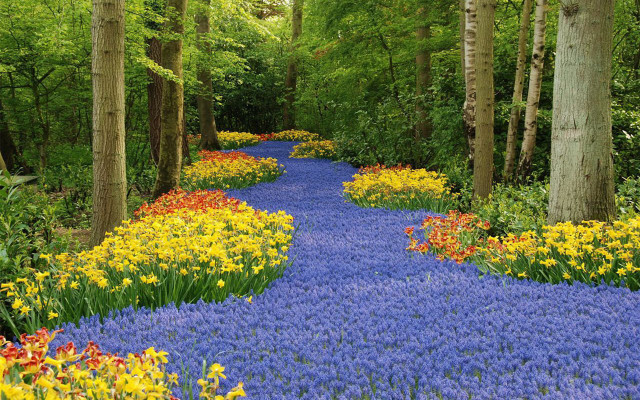 Blue path forest flowers trees free wallpaper - medium preview image
