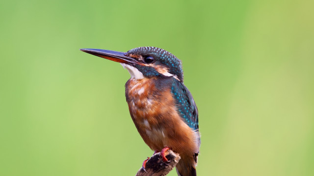 Colorful bird perched branch green #2 free wallpaper - medium preview image