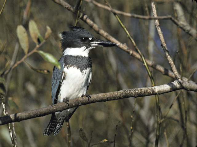 Bird sitting branch tree leaves #6 free wallpaper - medium preview image