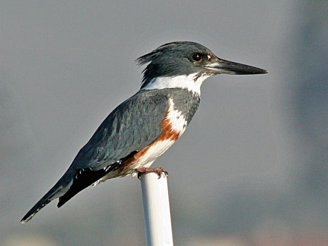 Bird metal pole building sky free wallpaper - medium preview image