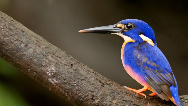 Blue bird yellow beak tree free wallpaper - medium preview image