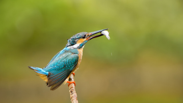 Bird fish mouth branch blurry free wallpaper - medium preview image