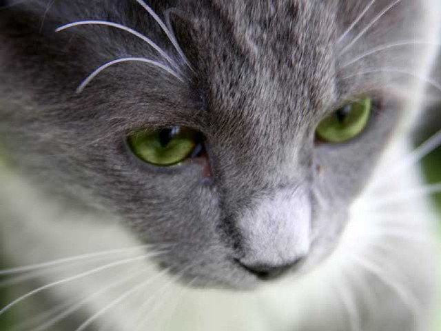 Cat green eyes closeup blurry #2 free wallpaper - medium preview image