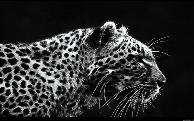Leopard black white photo face free wallpaper - medium preview image