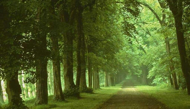 Dirt road forest trees grass #6 free wallpaper - medium preview image