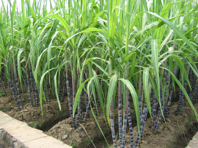 Green plants blue stems dirt free wallpaper - medium preview image