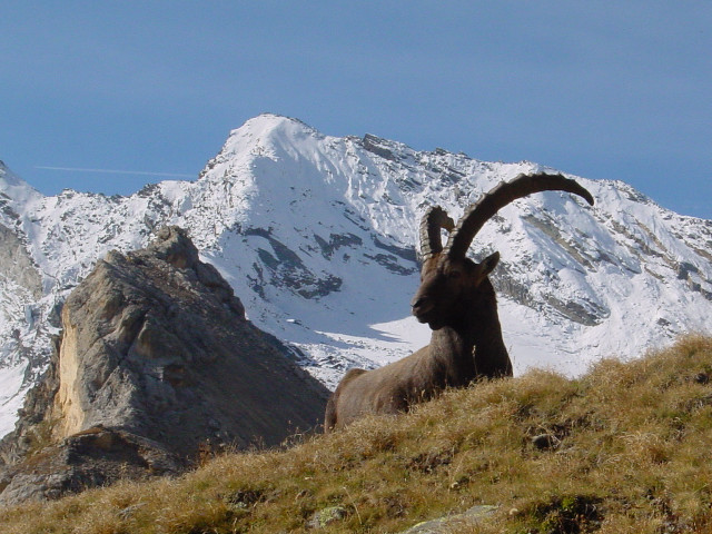 Mountain goat horns grassy hill free wallpaper - medium preview image