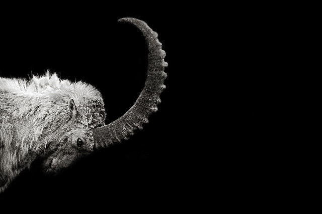 Long horn sheep curled horns free wallpaper - medium preview image