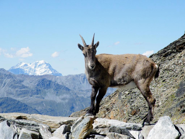 Mountain goat rocky hillside mountains free wallpaper - medium preview image