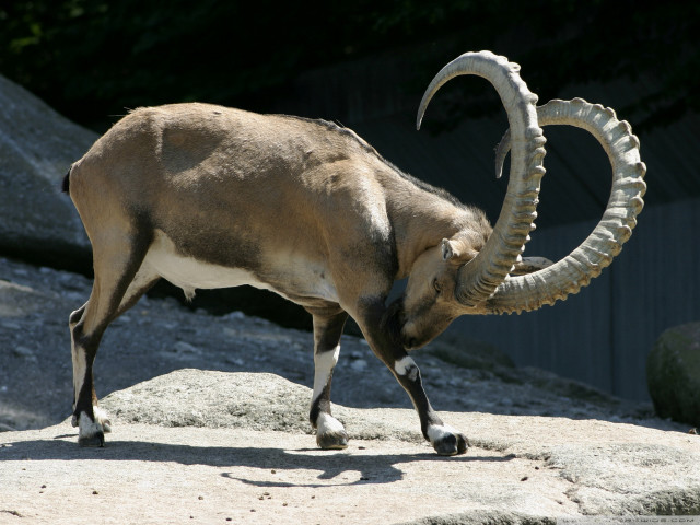 Ram horns rock zoo trees free wallpaper - medium preview image