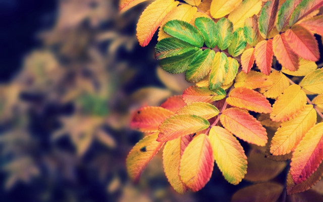 Autumn tree leaves closeup nature free wallpaper - medium preview image