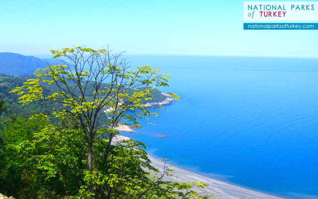 Beach tree hilltop nationalparks turkey free wallpaper - medium preview image