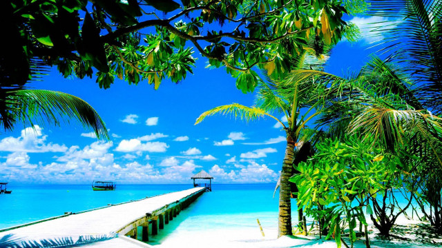 Tropical pier beach palm trees free wallpaper - medium preview image