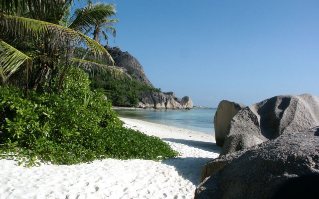 Beach palm tree rock water free wallpaper - medium preview image