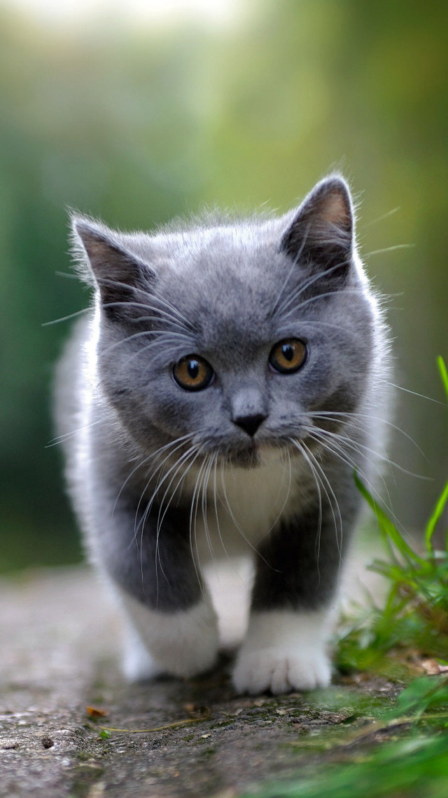 Small gray white kitten walking free wallpaper - medium preview image