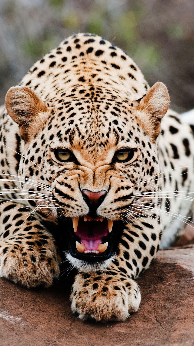 Leopard mouth open teeth bared #3 free wallpaper - medium preview image