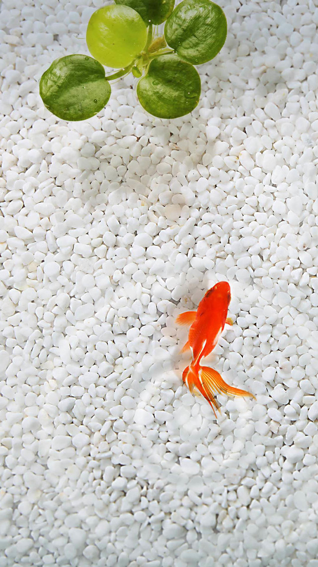 Goldfish swimming pond plant leaves free wallpaper - medium preview image