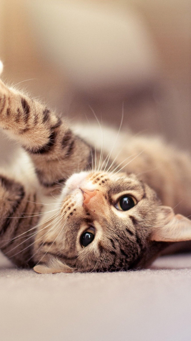 Cat laying back floor paws free wallpaper - medium preview image