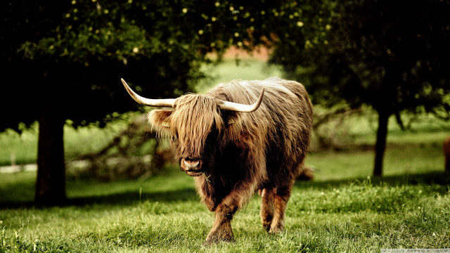 Long haired bull horns field free wallpaper - medium preview image