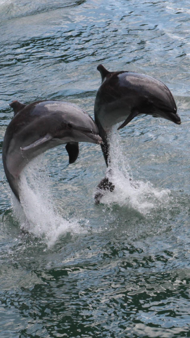Two dolphins playing in the free wallpaper - medium preview image