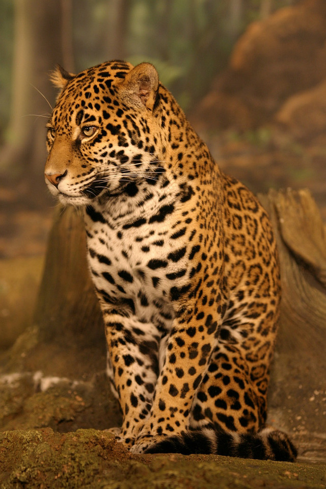 Leopard sitting rock forest trees free wallpaper - medium preview image