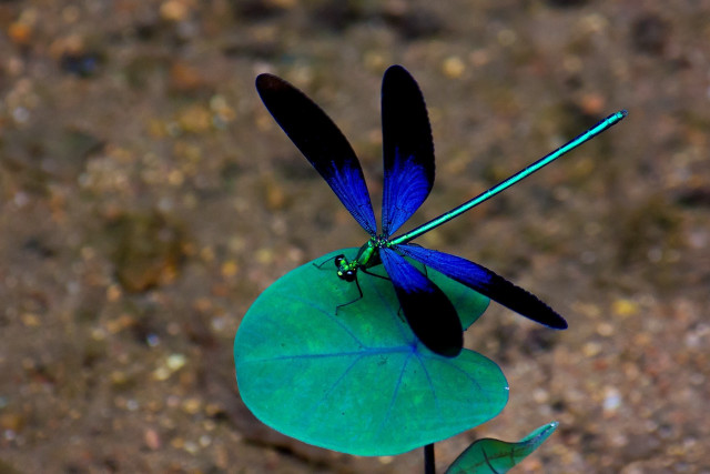 Blue dragonfly green leaf black free wallpaper - medium preview image