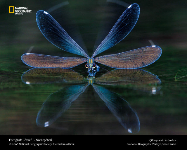 Blue dragonfly water wings spread free wallpaper - medium preview image