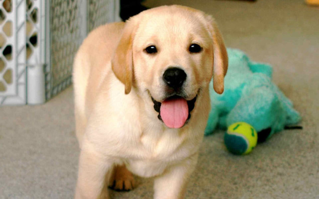 Dog standing room stuffed animal free wallpaper - medium preview image